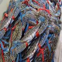 德宏海鲜活体空运